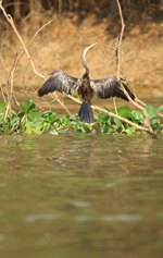 Anhinga, femelle